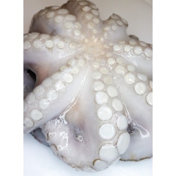 ΧΤΑΠΟΔΙ Τ3 (2-3ΚΙΛΑ) FAO 31/34/37 PREMIUM