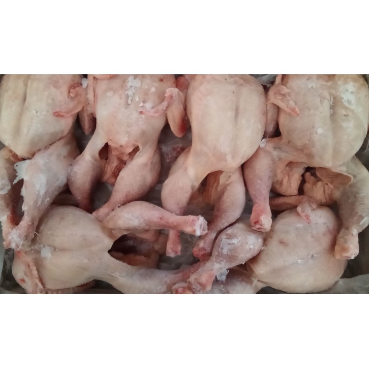 ΚΟΤΟΠΟΥΛΟ ΟΛΟΚΛΗΡΟ Α/Ε ΕΓΧΩΡΙΟ 1600-2000KG