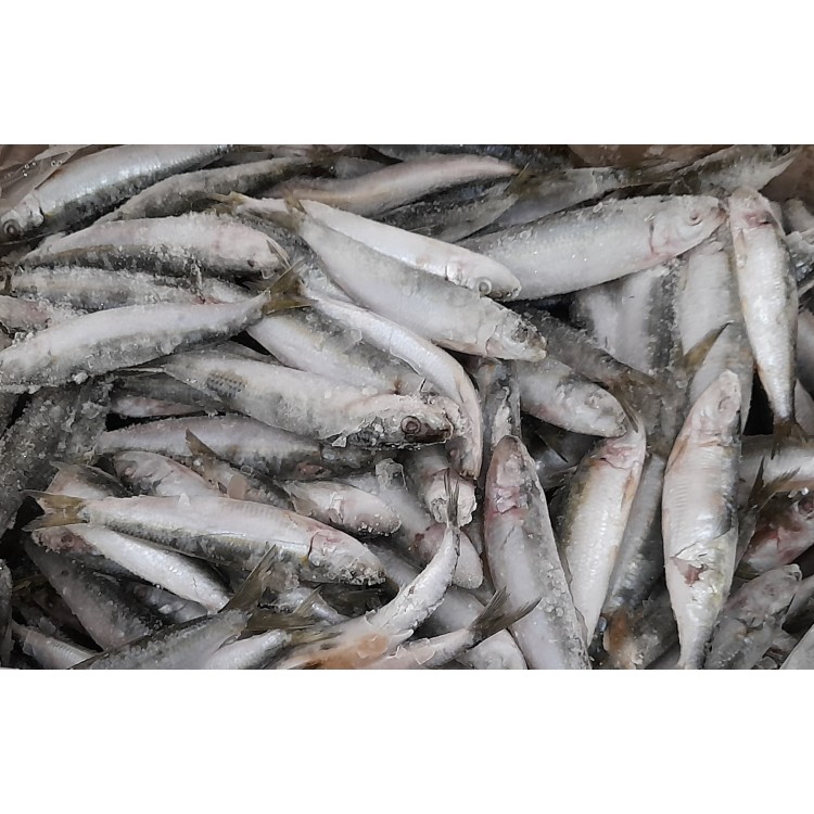 ΣΑΡΔΕΛΑ ΕΓΧΩΡΙΑ FAO 37 12KG