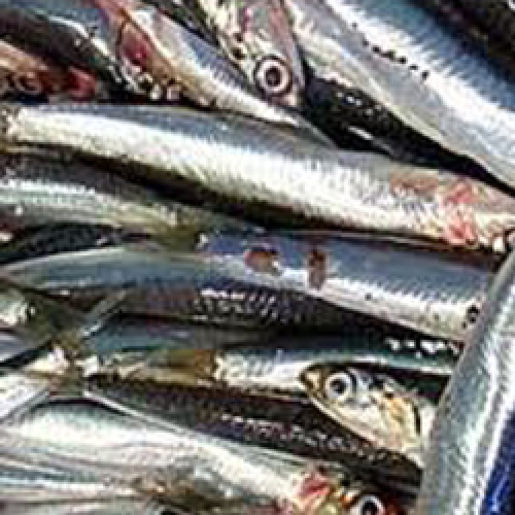 ΓΑΥΡΟΣ ΕΓΧΩΡΙΟΣ ΣΥΣΚ.ΚΑΤΕΨ.FAO37 (ΩΚΕΑΝ.) 1KG