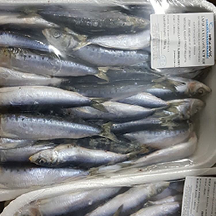 ΣΑΡΔΕΛΑ ΜΕΣΟΓΕΙΟΥ ΣΥΣΚ.FAO37 (ΩΚΕΑΝ.) 1KG